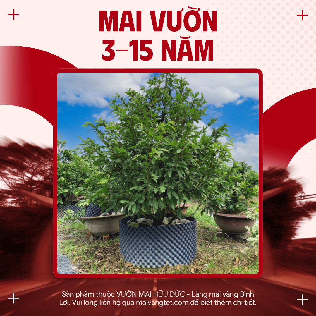 MAI VƯỜN 3 - 15 NĂM (NHIỀU MẪU)