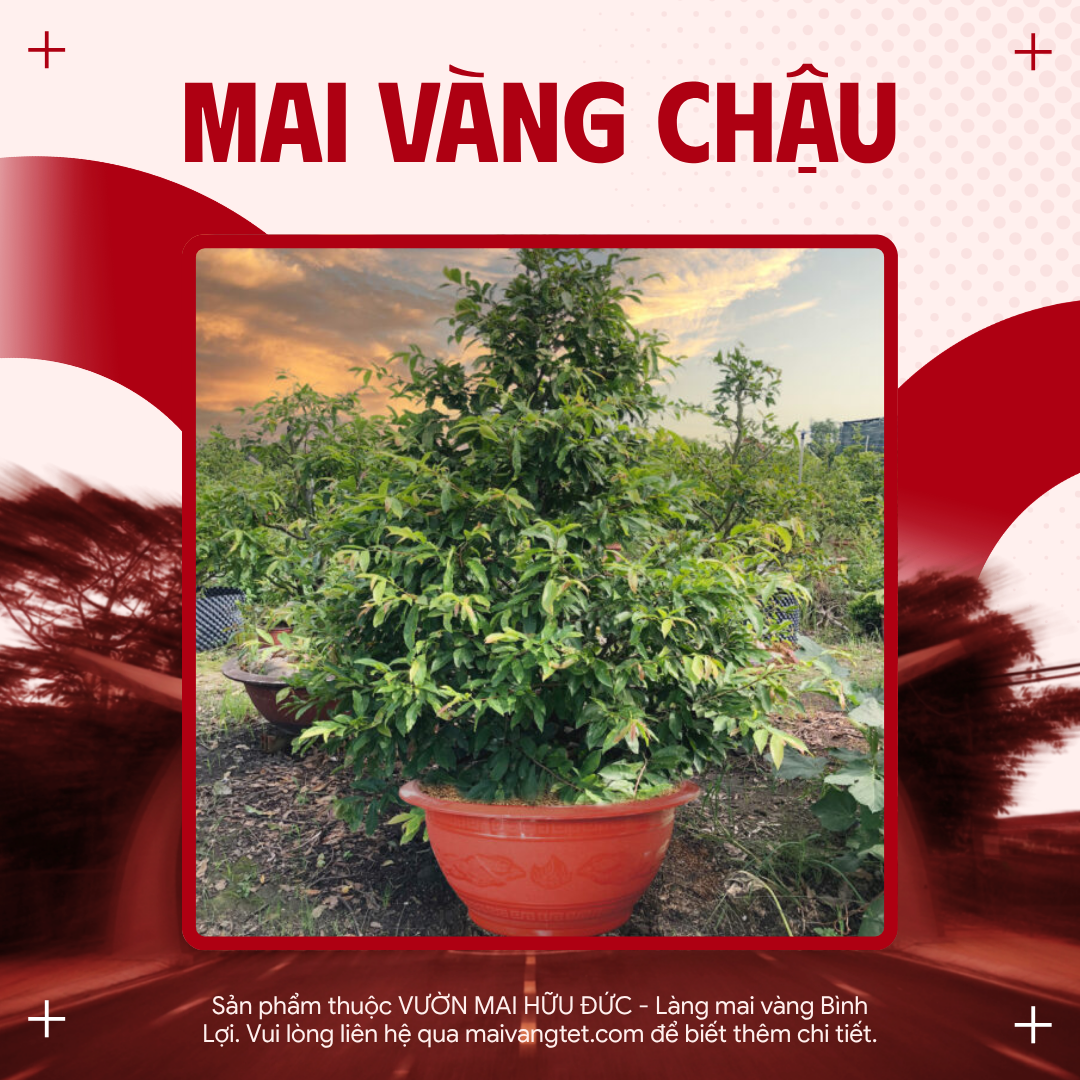 MAI VÀNG CHẬU (NHIỀU MẪU)