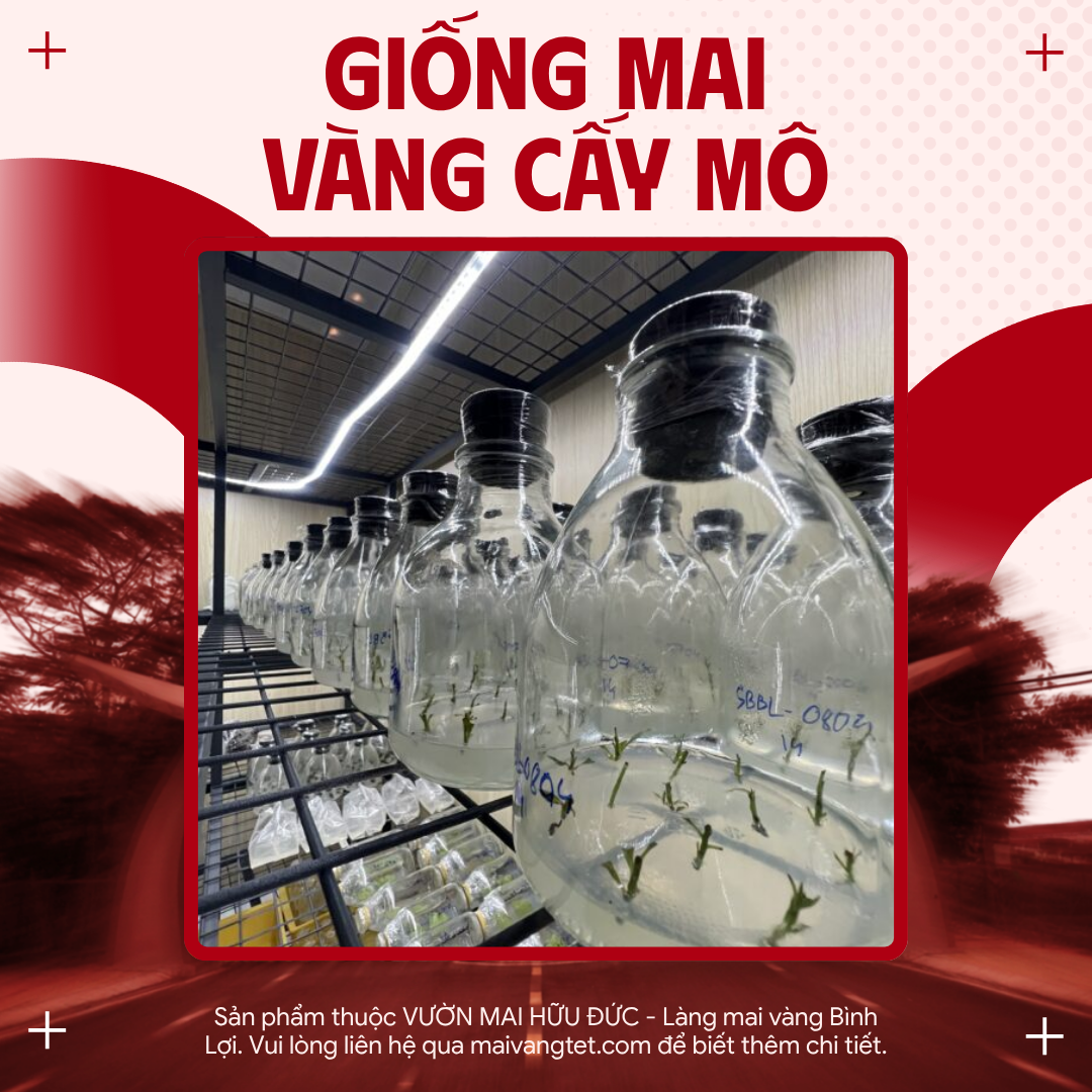 GIỐNG MAI VÀNG CẤY MÔ