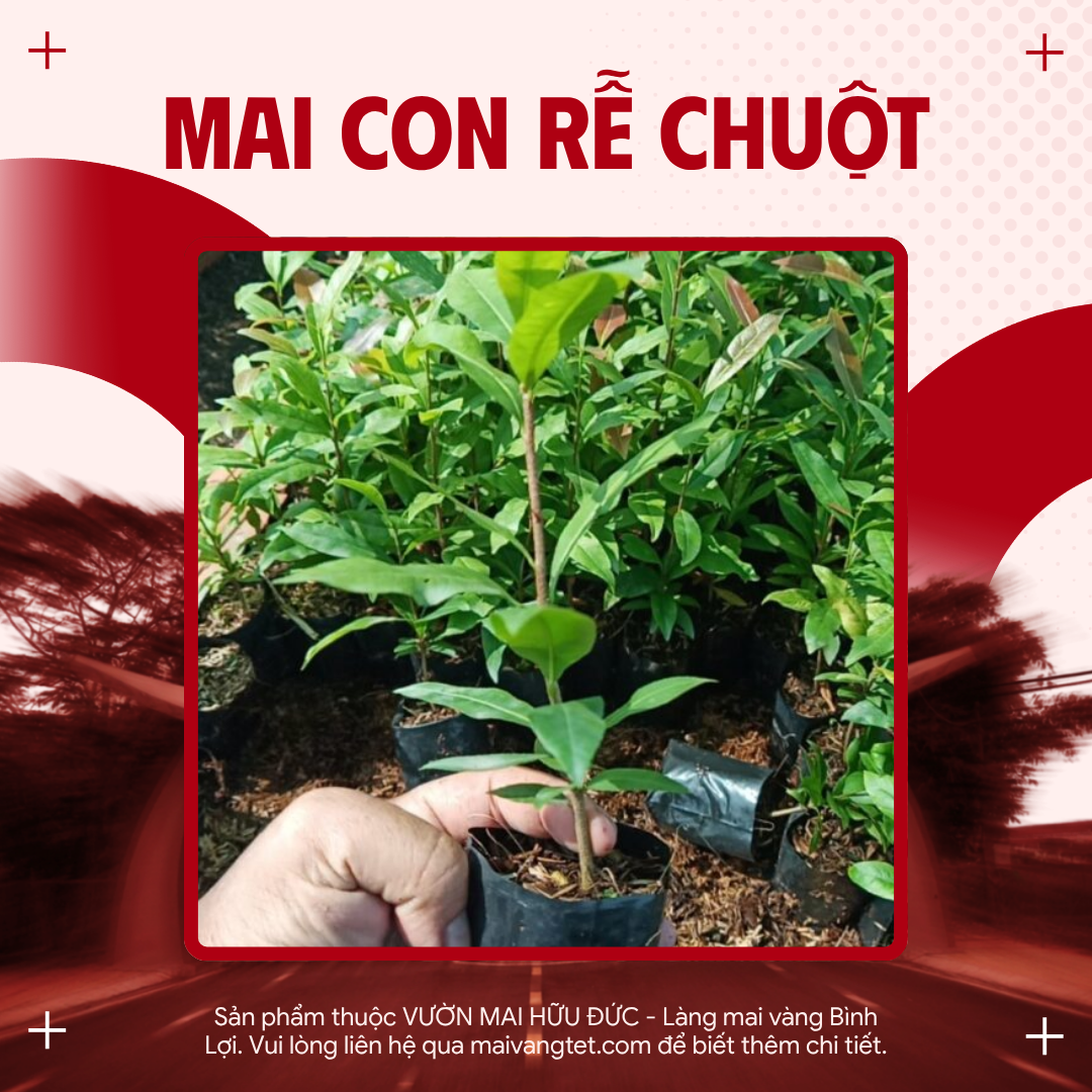 MAI CON RỄ CHUỘT