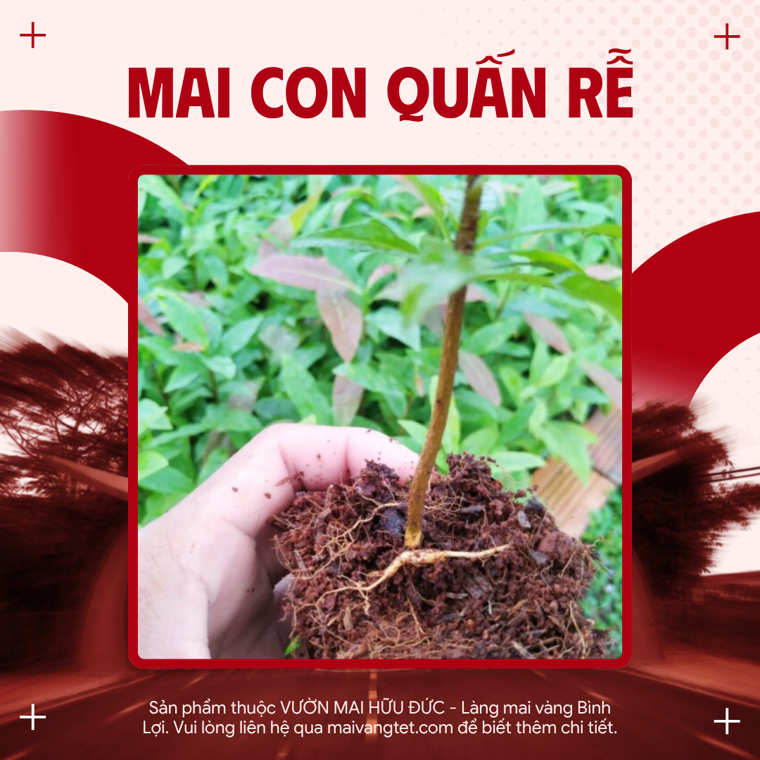 MAI CON QUẤN RỄ