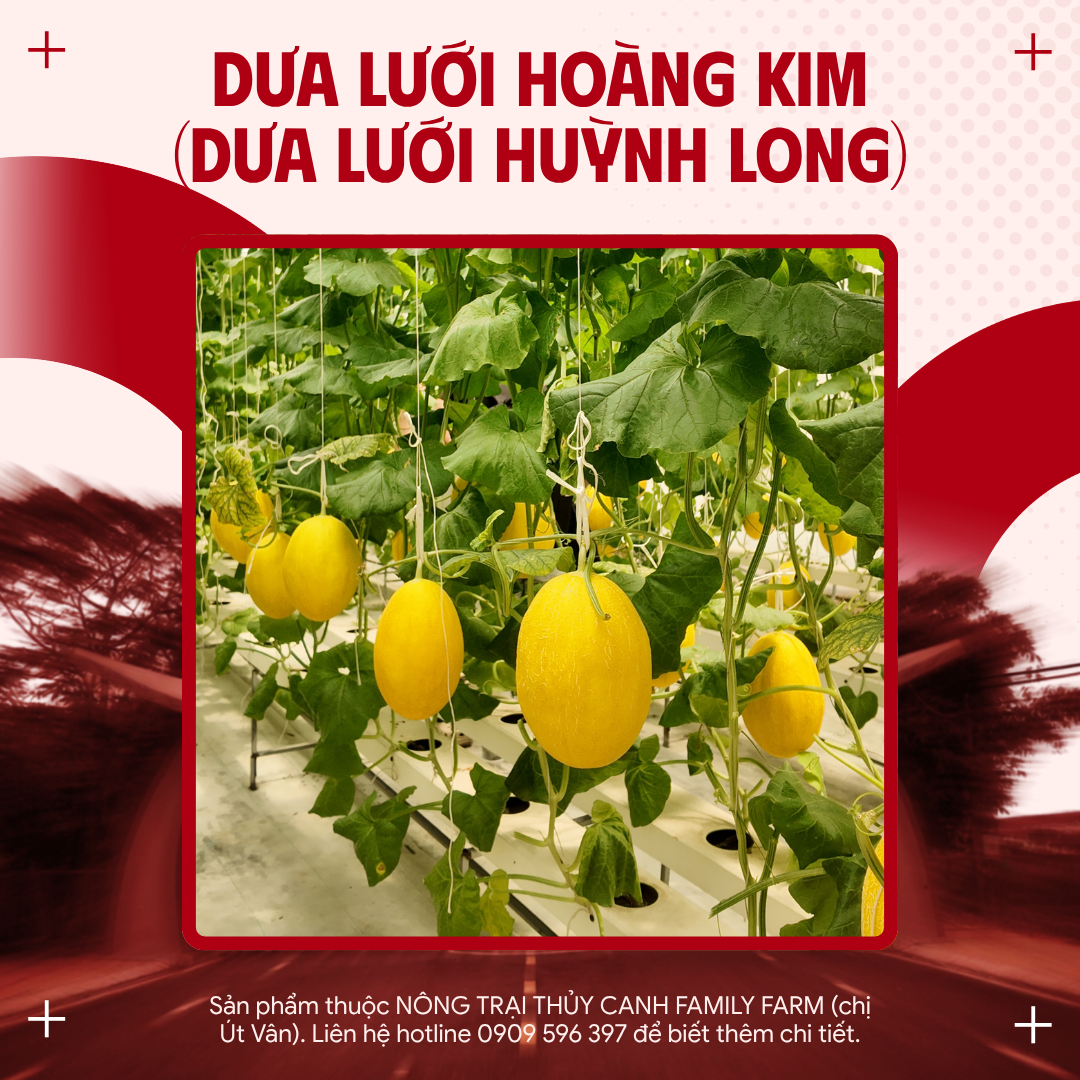 DƯA LƯỚI HUỲNH LONG